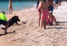 Un jabalí muerde a una mujer en una playa de Alfàs del Pi, Alicante Un jabalí muerde a una mujer en una playa de Alfàs del Pi, Alicante