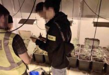 14 detenidos por cultivo y tráfico de marihuana en Tarragona 14 detenidos por cultivo y tráfico de marihuana en Tarragona