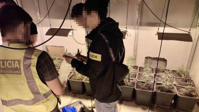 14 detenidos por cultivo y tráfico de marihuana en Tarragona