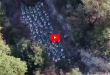 Desmantelan una plantación de marihuana en el pantano de Susqueda Desmantelan una plantación de marihuana en el pantano de Susqueda