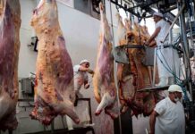 Sistema de videovigilancia en los mataderos para minimizar el sufrimiento animal Será obligatorio un sistema de videovigilancia en los mataderos para minimizar el sufrimiento animal