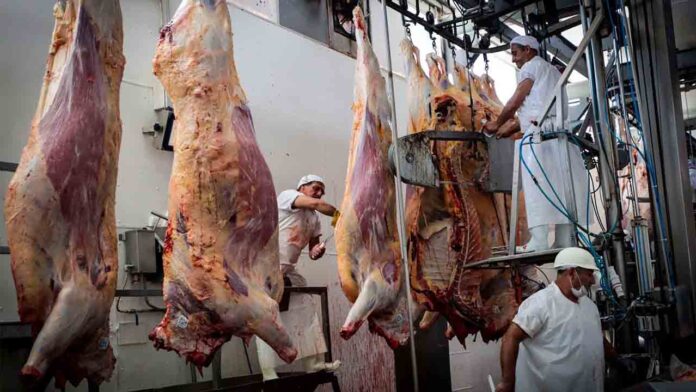 Será obligatorio un sistema de videovigilancia en los mataderos para minimizar el sufrimiento animal