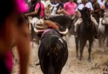 Derechos Sociales pide a la Fiscalía que suspenda el Toro de la Vega Derechos Sociales pide a la Fiscalía que suspenda el Toro de la Vega