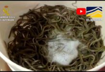 Reintroducen en el medio natural 180 kilos de angulas intervenidas Reintroducen en el medio natural 180 kilos de angulas intervenidas