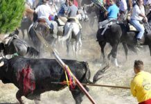 La justicia de Castilla y León suspende el Toro de la Vega La justicia de Castilla y León suspende el Toro de la Vega