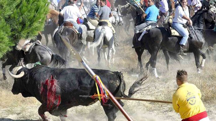 La justicia de Castilla y León suspende el Toro de la Vega