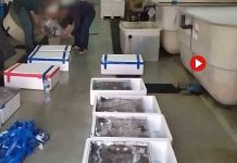 Intervienen 190 kilos de angulas en el Puerto de Algeciras Intervienen 190 kilos de angulas en el Puerto de Algeciras