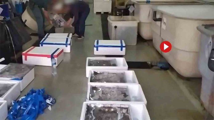 Intervienen 190 kilos de angulas en el Puerto de Algeciras