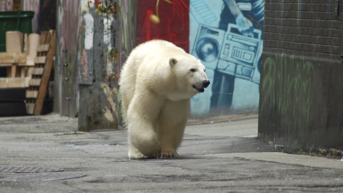 Un oso polar mató a una mujer y a su hijo en Alaska antes de ser abatido