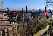 Investigado un hombre por maltrato a 16 perros en la Merindad de Tudela Investigado un hombre por maltrato a 16 perros en la Merindad de Tudela