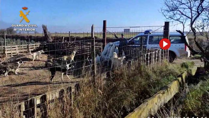 Investigado un hombre por maltrato a 16 perros en la Merindad de Tudela