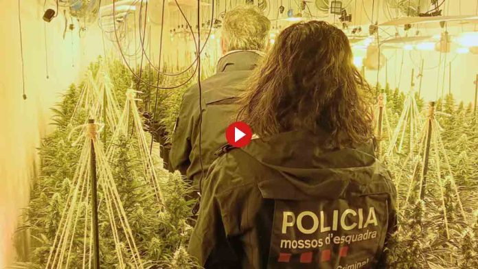 Desarticulan un grupo que cultivaba marihuana en las comarcas de Lleida