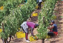 Fraude de un millón de euros a la Seguridad Social en el sector vitivinícola Fraude de un millón de euros a la Seguridad Social en el sector vitivinícola