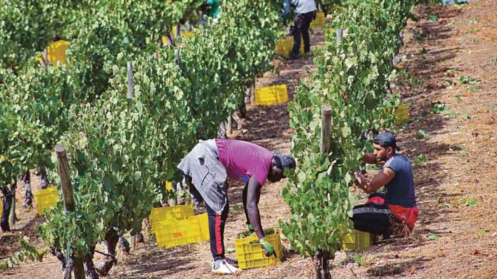 Fraude de un millón de euros a la Seguridad Social en el sector vitivinícola