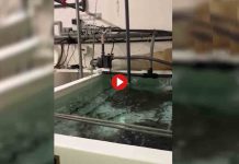 Intervienen más de 400 kilos de angulas pescadas de forma ilegal en el río Miño Intervienen más de 400 kilos de angulas pescadas de forma ilegal en el río Miño