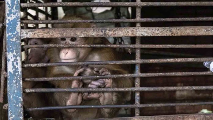 Un laboratorio de EEUU detiene la importación de monos de Camboya