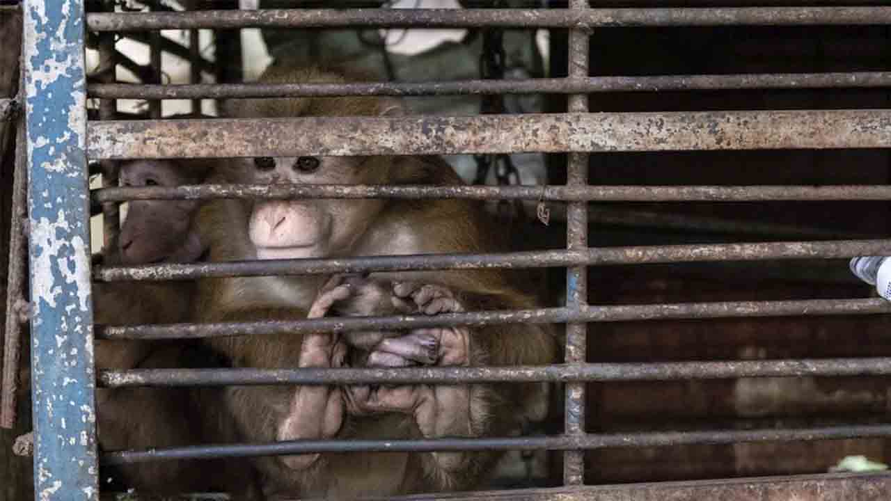 Un laboratorio de EEUU detiene la importación de monos de Camboya