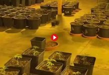 Nueve detenidos por tráfico de drogas en la provincia de Alicante Nueve detenidos por tráfico de drogas en la provincia de Alicante