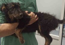Tira a su perro desde un cuarto piso en Sant Feliu de Guíxols Tira a su perro desde un cuarto piso en Sant Feliu de Guíxols