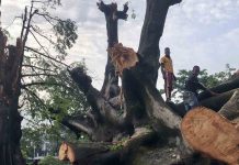 Cae el emblemático Cotton Tree, símbolo del regreso a Sierra Leona de los esclavos liberados Cae el emblemático Cotton Tree, símbolo del regreso a Sierra Leona de los esclavos liberados