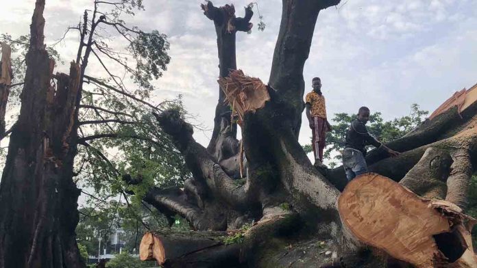 Cae el emblemático Cotton Tree, símbolo del regreso a Sierra Leona de los esclavos liberados