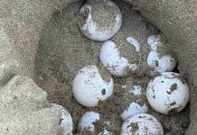 Aparece un nido de Tortuga Boba en el Delta del Ebro después de dos años Nido de Tortuga Careta en el Delta del Ebro cubierto para su protección