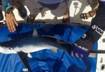 Capturan cuatro tiburones para hacerles un seguimiento y protegerlos Capturan cuatro tiburones para hacerles un seguimiento y protegerlos