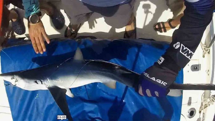 Capturan cuatro tiburones para hacerles un seguimiento y protegerlos