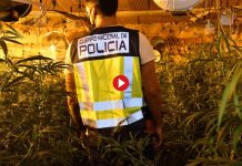Desmanteladas 28 plantaciones e intervenidas 5.500 plantas de marihuana en Sevilla Desmanteladas 28 plantaciones e intervenidas 5.500 plantas de marihuana en Sevilla
