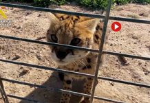 Detenidas 6 personas por el tráfico ilegal de grandes felinos entre España y Francia Detenidas 6 personas por el tráfico ilegal de grandes felinos entre España y Francia