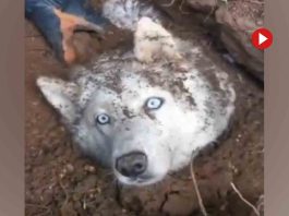 Los Bomberos rescatan a un perro atrapado en una zanja tras un derrumbe Los Bomberos rescatan a un perro atrapado en una zanja tras un derrumbe
