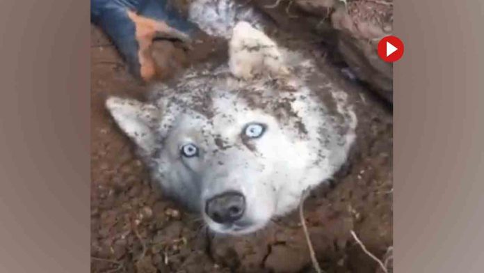 Los Bomberos rescatan a un perro atrapado en una zanja tras un derrumbe