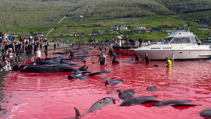 Masiva matanza de ballenas en las islas Feroe, a pesar de las promesas de regularlo