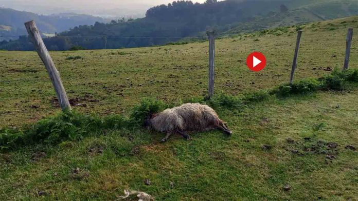 Tres mastines atacan a una oveja en Bizkaia