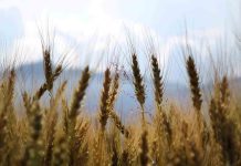 Rusia rompe el acuerdo que garantiza la exportación de cereal ucraniano Rusia rompe el acuerdo que garantiza la exportación de cereal ucraniano