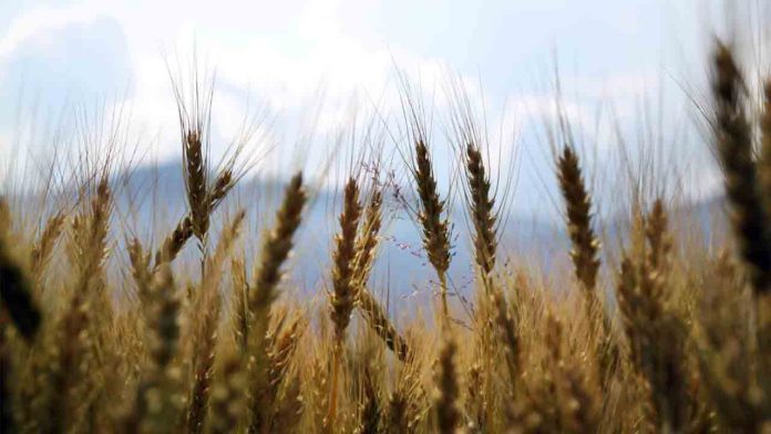 Rusia rompe el acuerdo que garantiza la exportación de cereal ucraniano
