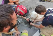 Rescatan a un perro que llevaba tres días abandonado en un balcón en Terrassa Rescatan a un perro que llevaba tres días abandonado en un balcón en Terrassa