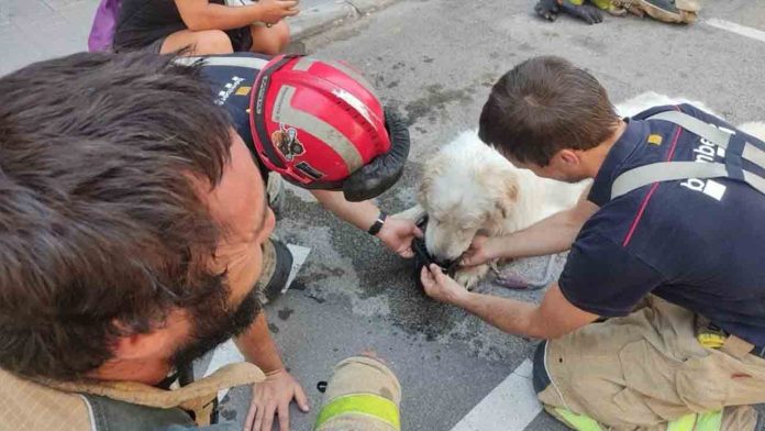Rescatan a un perro que llevaba tres días abandonado en un balcón en Terrassa