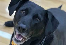 El seguro para perros obligatorio, no se aplicará a partir del 29 de septiembre El seguro para perros obligatorio a partir del 29 de septiembre