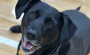 El seguro para perros obligatorio, no se aplicará a partir del 29 de septiembre El seguro para perros obligatorio a partir del 29 de septiembre