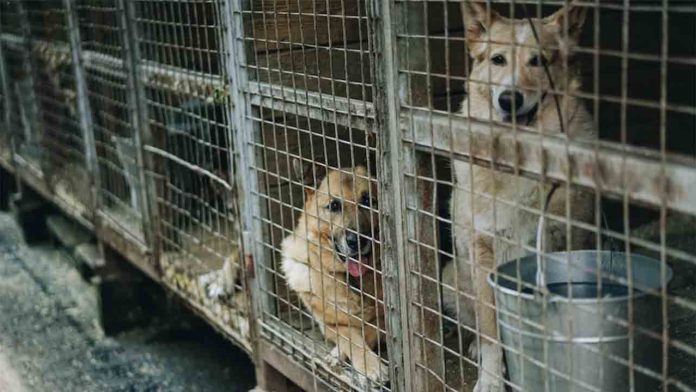 Macro operativo contra el comercio ilegal de animales en Madrid y Catalunya