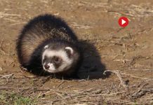 Captadas imágenes de un turón europeo en el Valle de Arán Captadas imágenes de un turón europeo en el Valle de Arán
