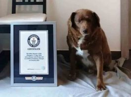 A muerto Bobi, el perro más viejo del mundo, a los 31 años A muerto Bobi, el perro más viejo del mundo, a los 31 años