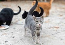 Condenado a 18 meses por el ataque mortal con perros a un grupo de gatos Condenado a 18 meses por el ataque mortal con perros a un grupo de gatos