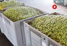 Intervienen 91 toneladas de aceitunas y 400 litros de aceite con etiquetado falso Intervenidas en Sevilla más de 91 toneladas de aceitunas y 400 litros de aceite con etiquetado falso