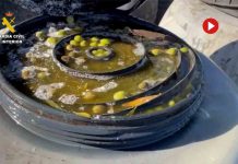Pillan en Sevilla 74 toneladas de aceitunas robadas Pillan en Sevilla 74 toneladas de aceitunas robadas