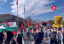 ‘Biden, no puedes esconderte’: Decenas de miles de personas en EEUU por el alto el fuego en Gaza Decenas de miles de personas en EEUU por el alto el fuego en Gaza