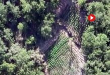 Desmantelan dos entramados de cultivo de marihuana por valor de 49 millones Desmantelan dos entramados de cultivo de marihuana por valor de 49 millones