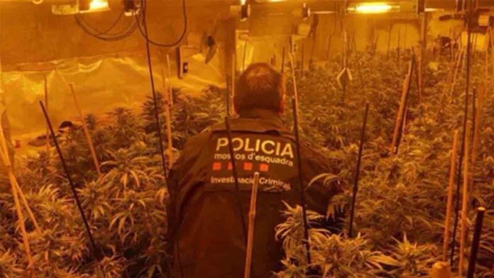 Desmantelan dos plantaciones de marihuana en Ulldecona y Flix