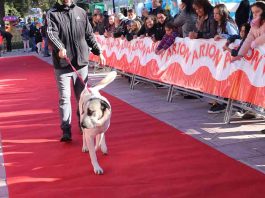 30 perros del albergue de Guadalajara acuden al Desfile Perruno por Navidad 30 perros del albergue de Guadalajara acuden al Desfile Perruno por Navidad